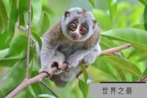 十大有毒的哺乳动物（1357vip.com）