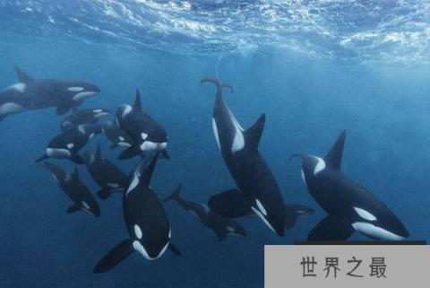 团队合作的动物，海上霸王位列第一