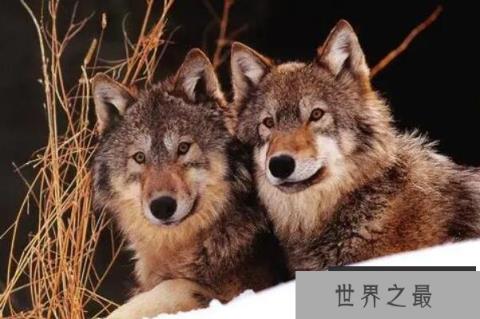 团队合作的动物，海上霸王位列第一