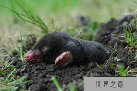 视力最差的动物,鼹鼠视力完全退化,第二仅能感受光亮和黑暗