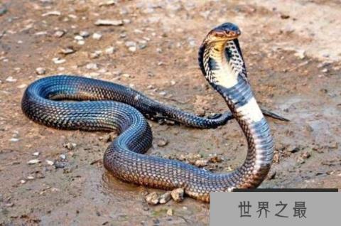 视力最差的动物,鼹鼠视力完全退化,第二仅能感受光亮和黑暗