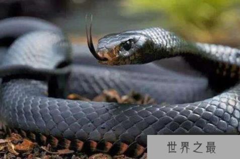 世界上最快的爬行动物