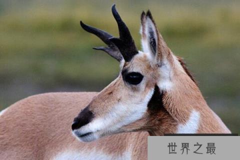 动物奔跑速度排名前十名，猫科动物上榜2种，第四不会飞