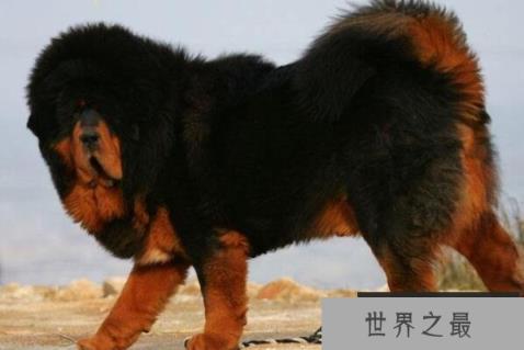 世界公认的犬中之王—犬中之王排名第一是谁