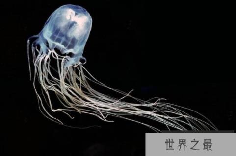 世界上最毒的动物(1357vip.com 世界之最)