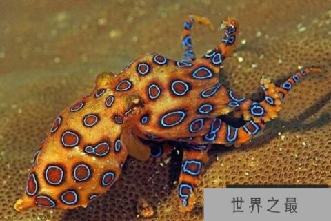世界上最毒的动物(1357vip.com 世界之最)