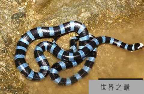 世界上最毒的动物(1357vip.com 世界之最)