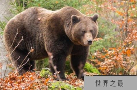 十大动物嗅觉排行榜,变温动物排第五,第三是新西兰国鸟