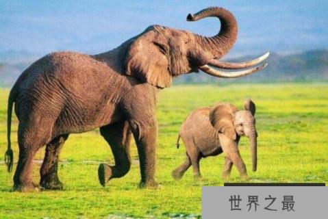 十大动物嗅觉排行榜,变温动物排第五,第三是新西兰国鸟