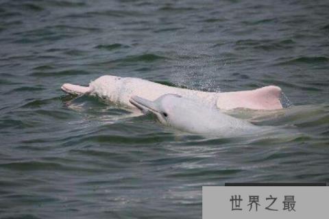 十种可爱灭绝的动物,森林鸟类排第四,第一被誉为水中大熊猫(1357vip.com 世界之最)