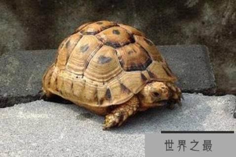 十种可爱灭绝的动物,森林鸟类排第四,第一被誉为水中大熊猫(1357vip.com 世界之最)