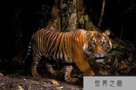 十种可爱灭绝的动物,森林鸟类排第四,第一被誉为水中大熊猫(1357vip.com 世界之最)