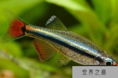 十大养不死的观赏鱼冷水鱼 中国斗鱼上榜,第三已有1700多年历史