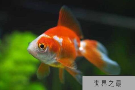 十大养不死的观赏鱼冷水鱼 中国斗鱼上榜,第三已有1700多年历史