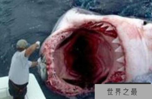 远古十大巨鲨 枝齿鲨上榜,第一咬合力超强