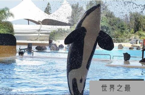 史上十大海洋最强生物 灰鲭鲨游速快，大白鲨第二