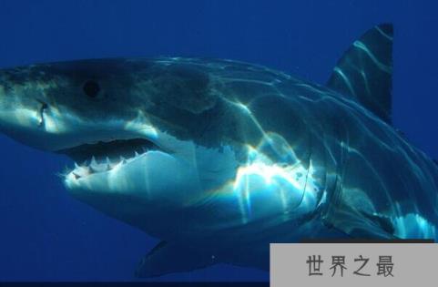 史上十大海洋最强生物 灰鲭鲨游速快，大白鲨第二