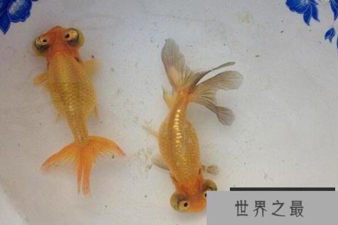 中国十大名贵金鱼 玉印头鱼上榜，第五有“鸿运当头”的寓意