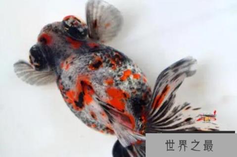 中国十大名贵金鱼 玉印头鱼上榜，第五有“鸿运当头”的寓意