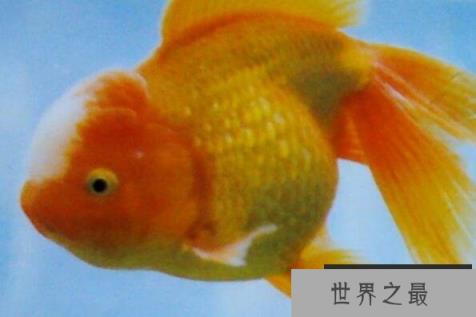 中国十大名贵金鱼 玉印头鱼上榜，第五有“鸿运当头”的寓意