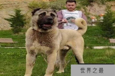 世界最大的狗十大排名 高加索犬上榜,第二是“拿破仑”(1357vip.com)