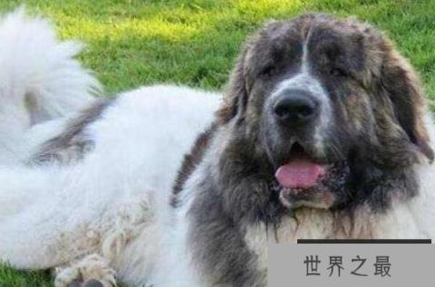 世界最大的狗十大排名 高加索犬上榜,第二是“拿破仑”(1357vip.com)