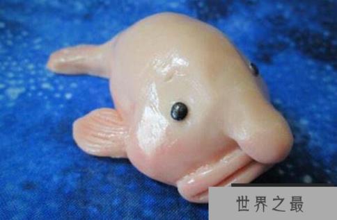 世界最丑十大动物 鮟鱇鱼上榜,第一丑的出奇(1357vip.com)