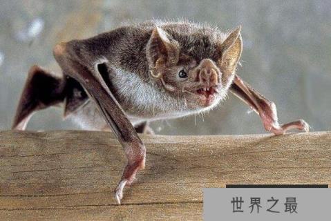 世界最丑十大动物 鮟鱇鱼上榜,第一丑的出奇(1357vip.com)