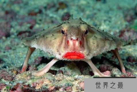 世界最丑十大动物 鮟鱇鱼上榜,第一丑的出奇(1357vip.com)