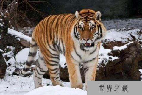 陆地上最厉害十大动物(1357vip.com)