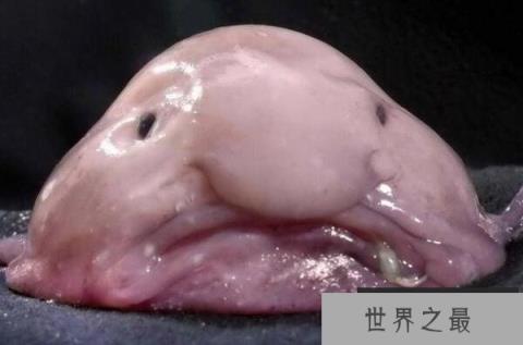 世界上最丑的十种鱼 尖牙鱼上榜，第九性情凶猛(1357vip.com)