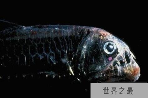 世界上最丑的十种鱼 尖牙鱼上榜，第九性情凶猛(1357vip.com)