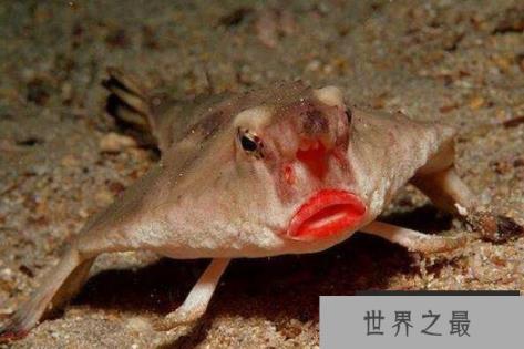 世界上最丑的十种鱼 尖牙鱼上榜，第九性情凶猛(1357vip.com)