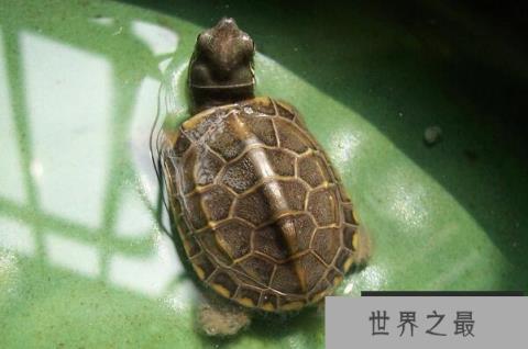 十大便宜好养的宠物龟 锦龟上榜
