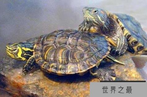 十大便宜好养的宠物龟 锦龟上榜