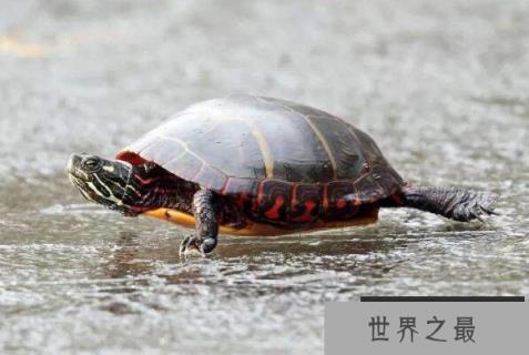 十大便宜好养的宠物龟 锦龟上榜