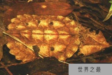 十大最难养乌龟