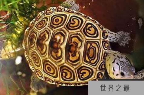 十大最难养乌龟