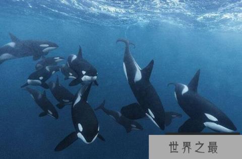 十大最团结的动物（1357vip.com）