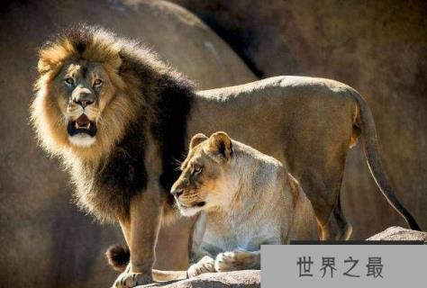 十大最团结的动物（1357vip.com）