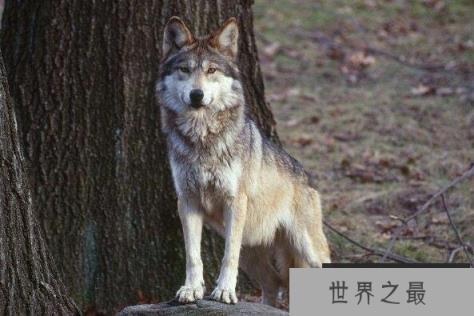 十大最团结的动物（1357vip.com）