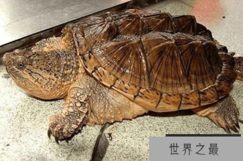 家里不得养的十大凶龟（1357vip.com）