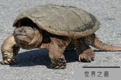 家里不得养的十大凶龟（1357vip.com）