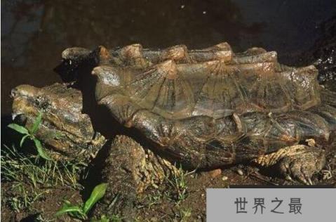 家里不得养的十大凶龟（1357vip.com）