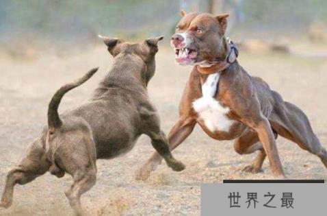 世界打架最厉害的狗（1357vip.com）