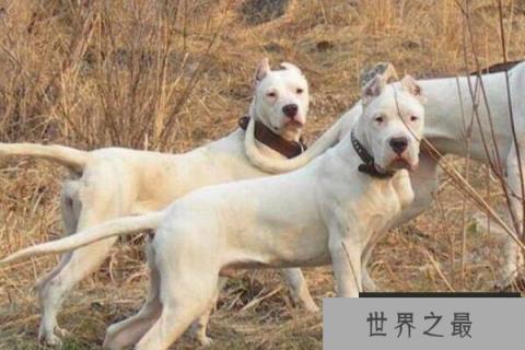 世界打架最厉害的狗（1357vip.com）
