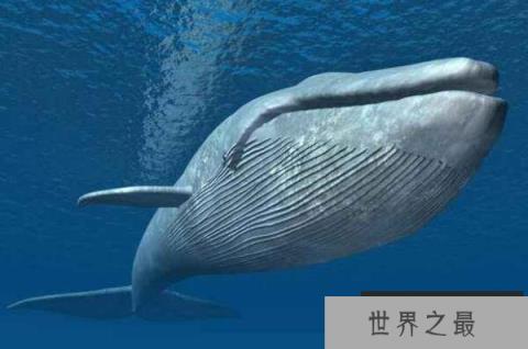 十大深海神秘巨型生物（1357vip.com）