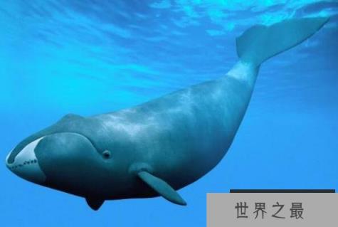 十大深海神秘巨型生物（1357vip.com）