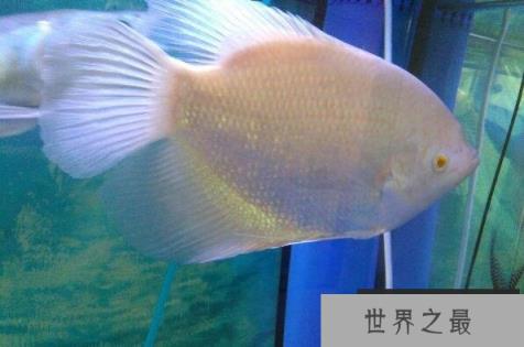 十大好养的大型热带鱼