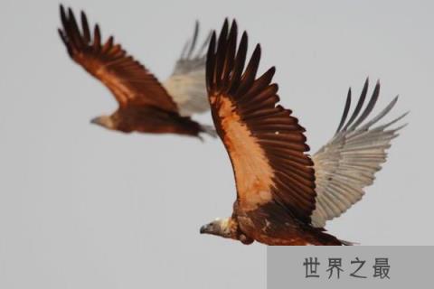 世界上飞得最高的鸟——黑白兀鹫